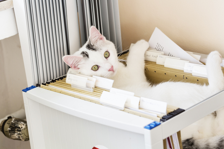 Gatto in ufficio